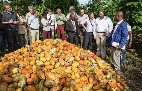 Cocoa Price Surge And Shortages Impact Producers And Chocolate Makers