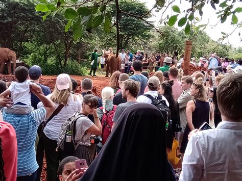 Nairobi National Park Elephant Orphanage David Sheldrick Giraffe Centre