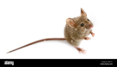 Wood Mouse In Front Of A White Background Stock Photo Alamy