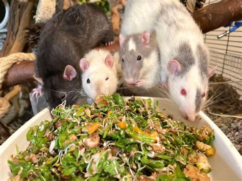All About Dumbo Rats Origin Lifespan Personality And Care