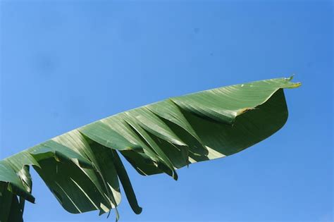 Premium Photo Group Of Big Green Banana Leaves Of Exotic Palm Tree In