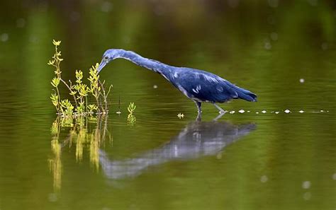 Itching Fishing Stock Photos Pictures And Royalty Free Images Istock