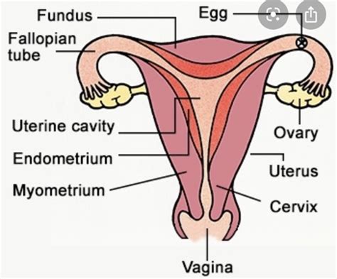 Ch 1 Female Reproductive System Flashcards Quizlet