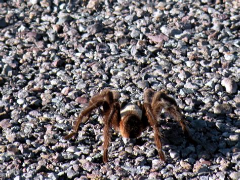 Tarantula Spotted On The Road Big Bend National Park Tx D Flickr