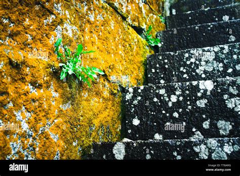 Mossy Stairs Hi Res Stock Photography And Images Alamy