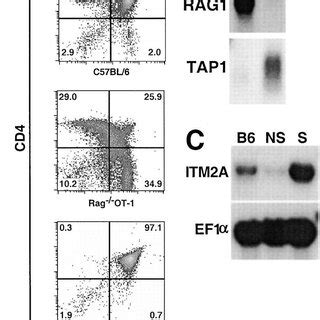 Identification Of ITM2A As A Developmentally Regulated Gene In The