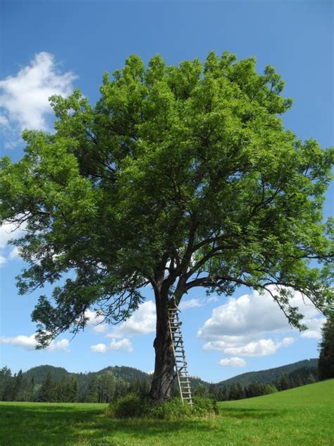 Images Gratuites paysage arbre la nature herbe randonnée Prairie