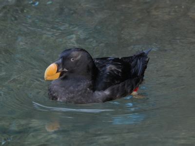 The Online Zoo - Tufted Puffin