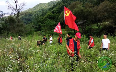 榆树林场联合开展夏季踏查铲毒专项行动 榆树林场 甘肃省小陇山林业保护中心官方网站