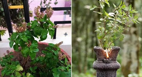 Tulsi Leaves Will Brighten Your Luck Home Remedies Blessings Maa