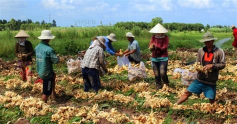 When to harvest ginger and the process of harvesting ginger