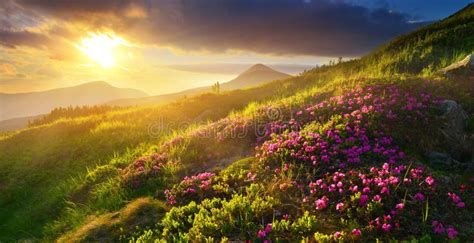 Mountain Flowers Stock Photo Image Of Flowers Sunshine 56641238