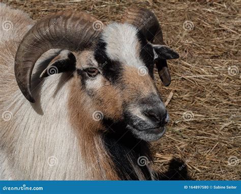 Portrait Of A Male Goat With Horns Stock Photo Image Of Cute Land