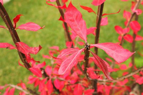 Euonymus Alatus Compactus Burning Bush Compact Winged Spindle Tree Dear Plants