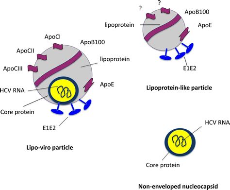 Intriguing Structure Of The Hcv Particle Gut