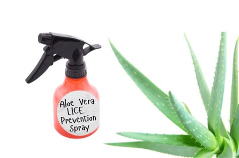 11 Diy Natural Lice Prevention Sprays Shampoos And More To Repel Lice