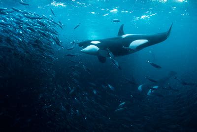 hunting orca open mouth underwater | George Karbus Photography