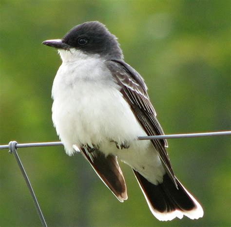 Eastern Kingbird Walton County Flordia Inaturalist Nz