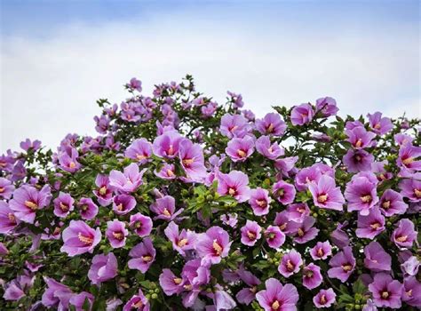 Minerva Rose Of Sharon Althea Shrub For Sale Buying And Growing Guide