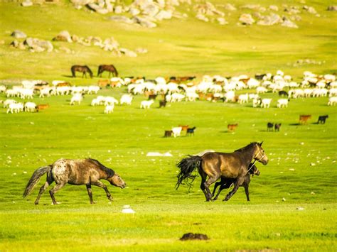 Mongolian Vision Tours (2025) All You Need to Know BEFORE You Go (w ...