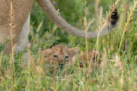 Lion (Panthera leo) cubs hiding in grass, Ndutu, Ngorongoro ...