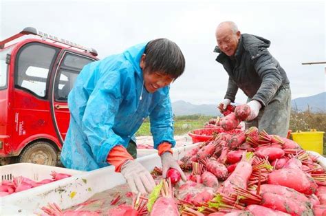 新田：红皮萝卜喜获丰收（组图）骥村镇新田县湾区