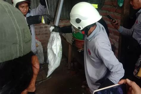 Sembunyi Di Kotak Kayu Damkar Berhasil Evakuasi Ular Kobra Di