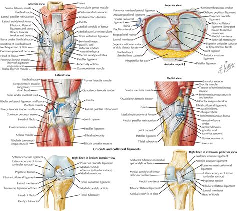 Tendons Of The Knee Posterior View