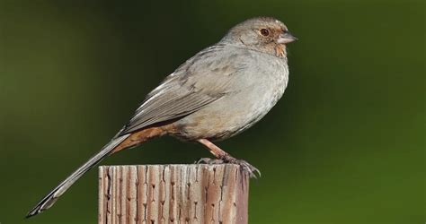 California Towhee Overview, All About Birds, Cornell Lab of Ornithology