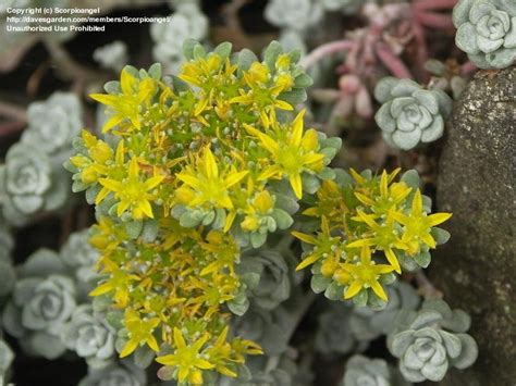 Plantfiles Pictures Sedum Pacific Stonecrop Broadleaf Stonecrop