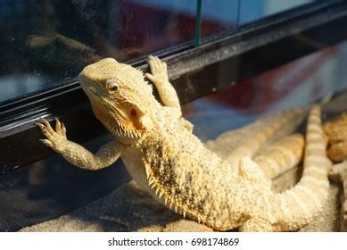 Bearded Dragon Climbing On Glass Cabinet Stock Photo 698174869 ...