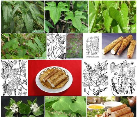 三角叶薯蓣dioscorea Deltoidea拉丁名学名属名科名植物生活型图片