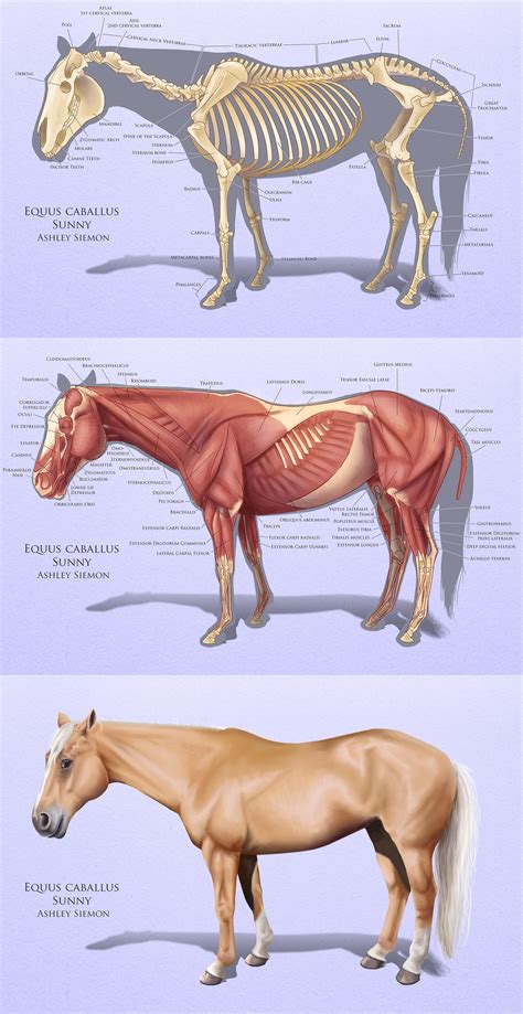 Parts Of The Horse Horse Vs Human Horse Care Horses Horse