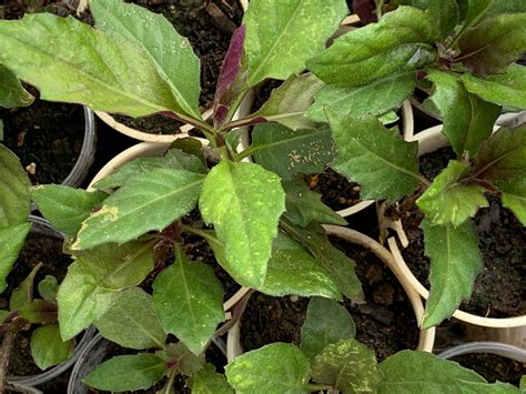 Okinawa Spinach Handama Or Suizenjigusa Gynura Crepioides Live