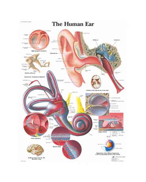 Ear Nose And Throat Anatomical Charts Sinus Anatomy Posters