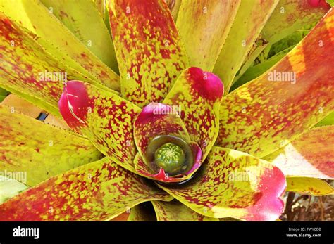 Pink And Yellow Bromeliad Plant Rosette Of Leaves Stock Photo Alamy