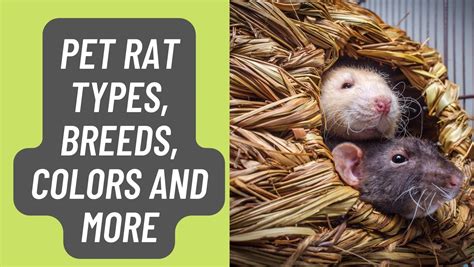 Pet Rat Types Breeds Colors And More Basic Rodents