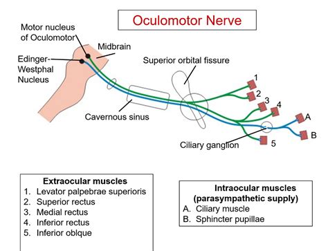 Oculomotor Nerve – Anatomy QA