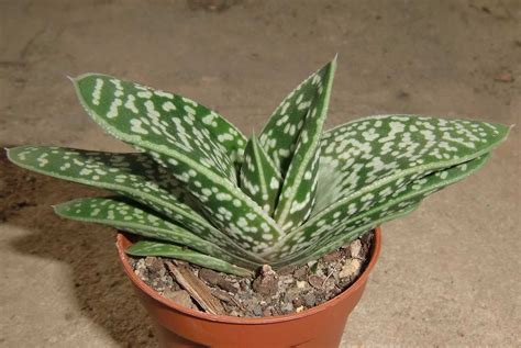 Gastroaloe Cv Gasteria Verrucosa X Aloe Variegata Cm Hybrid