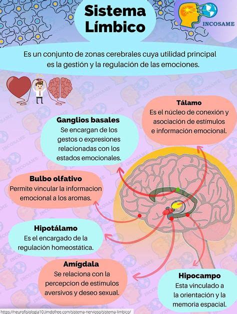 Mapa Conceptual Sistema Limbico Pdf Porn Sex Picture The Best Porn