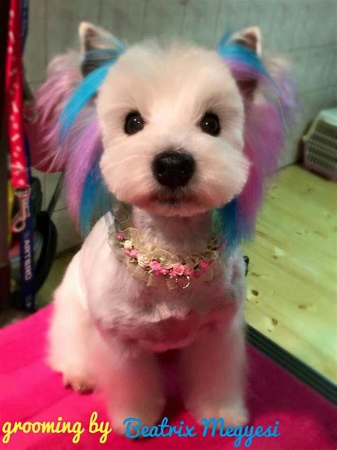 Asian Fusion Westie Creative Grooming Dog Grooming Dog Haircuts