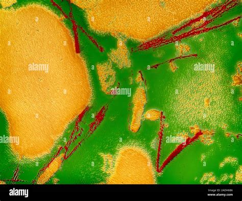 False-colour transmission electron micrograph of scrapie-associated ...