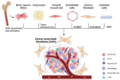 The Role Of Cancer Associated Fibroblasts In Ovarian Cancer