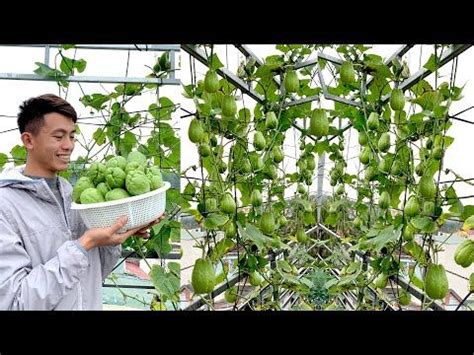 Growing Chayote On The Terrace Has A Lot Of Fruit And Continuous