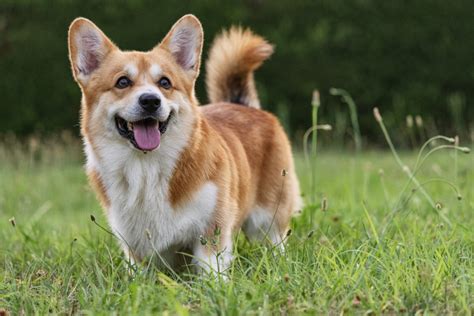 30 Cutest Dog Breeds - Most Adorable Dogs to Keep as Pets