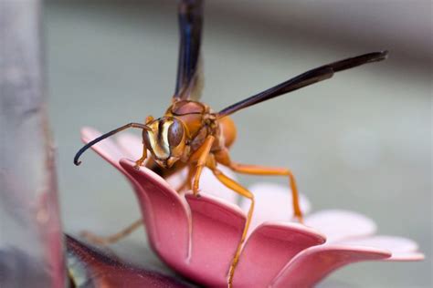 Red Paper Wasp Male Vs Female How To Differentiate Whats That Bug