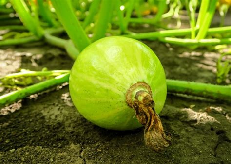 La Calabaza Verde Joven Crece Y Madura En El Jard N Concepto De