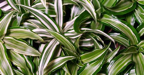 Best Types Of Dracaena To Grow At Home Gardeners Path