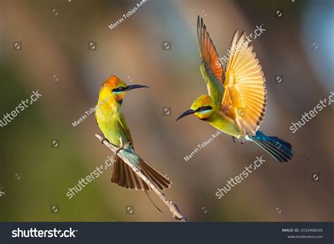 Rainbow Beeeater Pair Sitting Flight Stock Photo 2152408105 | Shutterstock