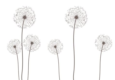 Dandelion Png Transparent Images